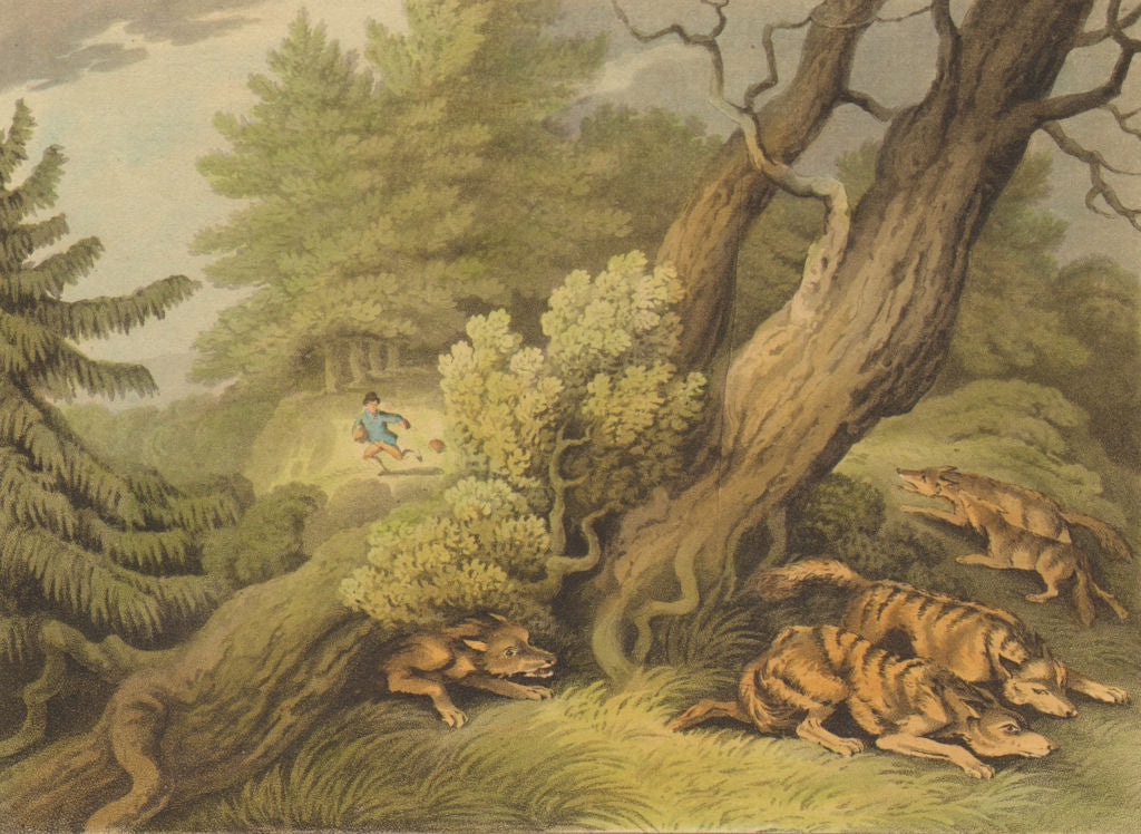 UNITED STATES. Wolves hunting a Boy.  (Field Sports- Edward Orme)  1814 print
